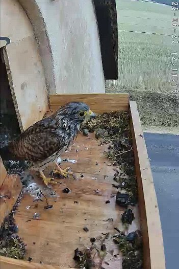 20220622 1211 121104 C310 video - 12h11 a wet female exits