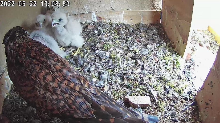 20220622 1308 130853 C100 video - 13h08 a very wet female brings a small piece which one chick takes