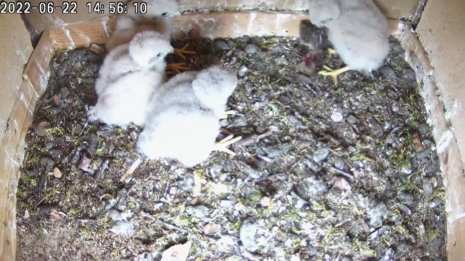 20220622 1454 145405 C200 video - 14h56 the femal brings a vole which one chick takes. The chicks then peck at the remains