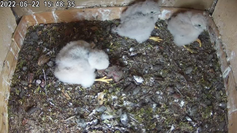 20220622 1548 154836 C200 video - 15h48 the female brings a vole which one chick takes. The female the shares the remains left earlier
