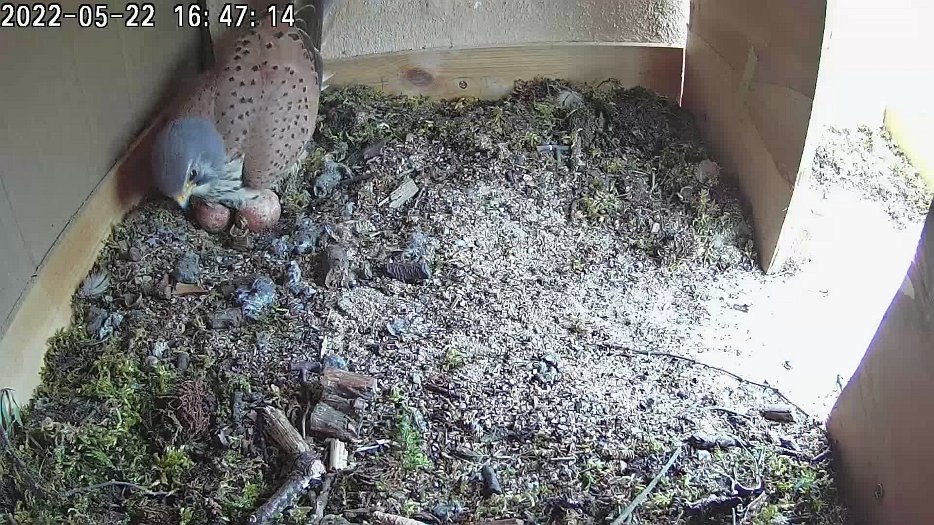 20220522 1646 164652 C100 video - 1646 ... male enters nest and sits on eggs