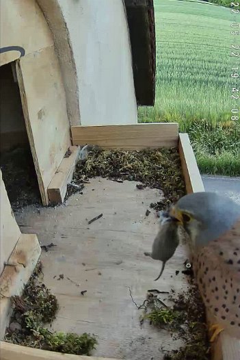 20220522 1942 194202 C310 video - 19h42 male brings vole for female