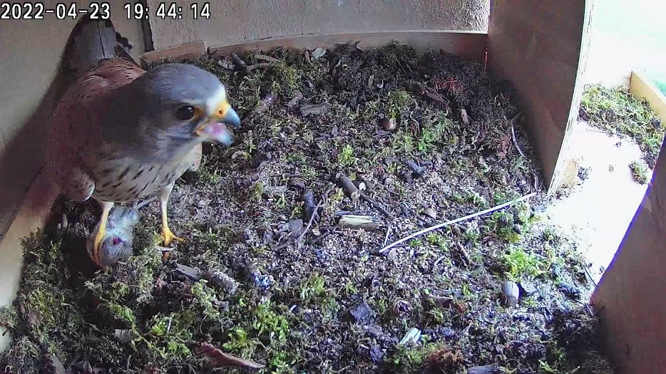 20220423 1943 184359 C100 video - 19h44 male brings vole but female does not come to nest