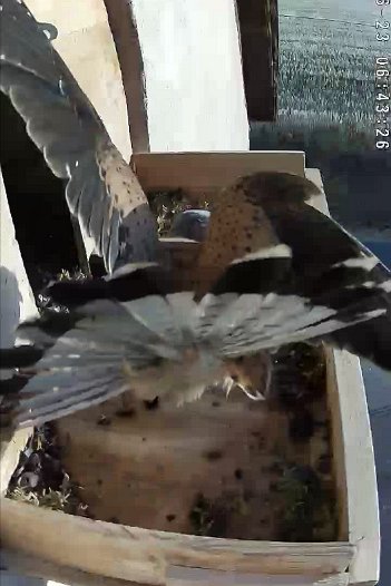 20220623 0643 064321 C310 video - 06h43 the male arrives, clipping the outside camera pole which then vibrates. The female arrives and the male flies away