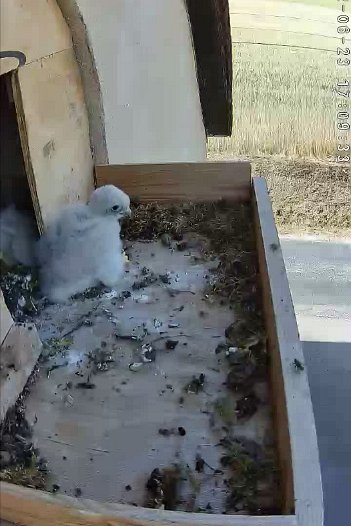 20220623 1707 170726 C310 video - 17h07 the first time a chick emerges completely from the nest?