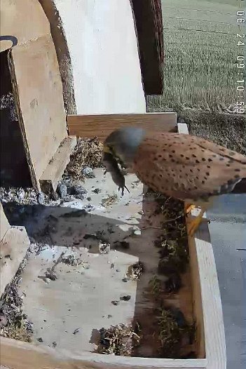 20220624 0910 091053 C310 video - 09h10 the male appears and takes a vole into the nest