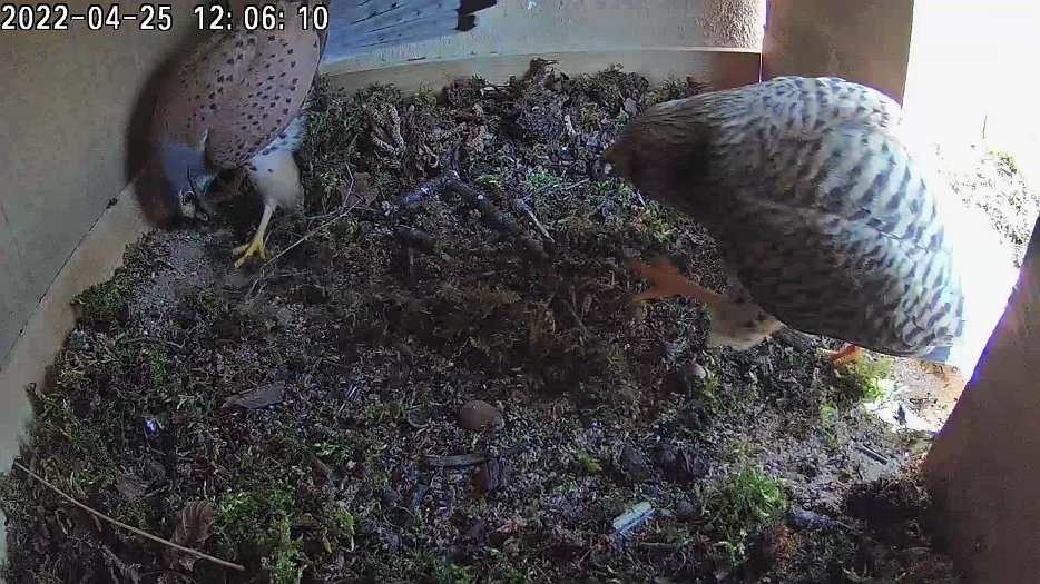 20220425 1206 110605 C100 video - 12h06 male brings lizard and female takes it