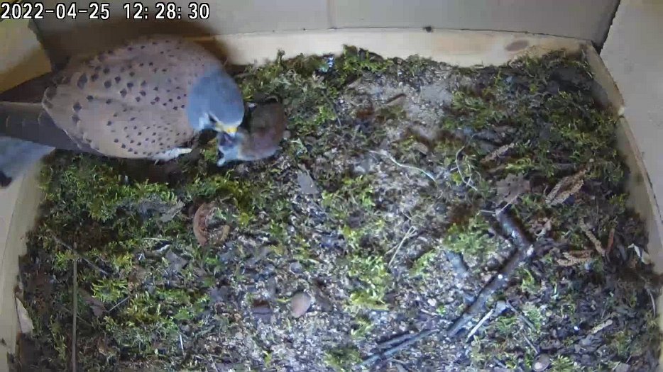 20220425 1228 112821 C200 video - 12h28 male brings mouse and female takes it