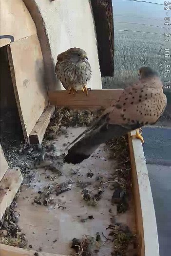 20220625 0655 065504 C310 video - 06h55 the male lands and the female chases him away