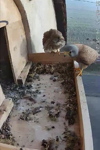 20220625 0659 065912 C310 video - 06h55 the male lands and the female chases him away again