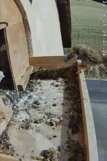 20220625 0927 092703 C310 video - 09h27 the female arrives with a vole and a chick at the entrance grabs it