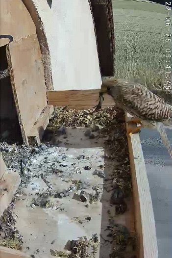 20220625 0941 094142 C310 video - 09h41 the female arrives with a lizard and a chick at the entrance grabs it