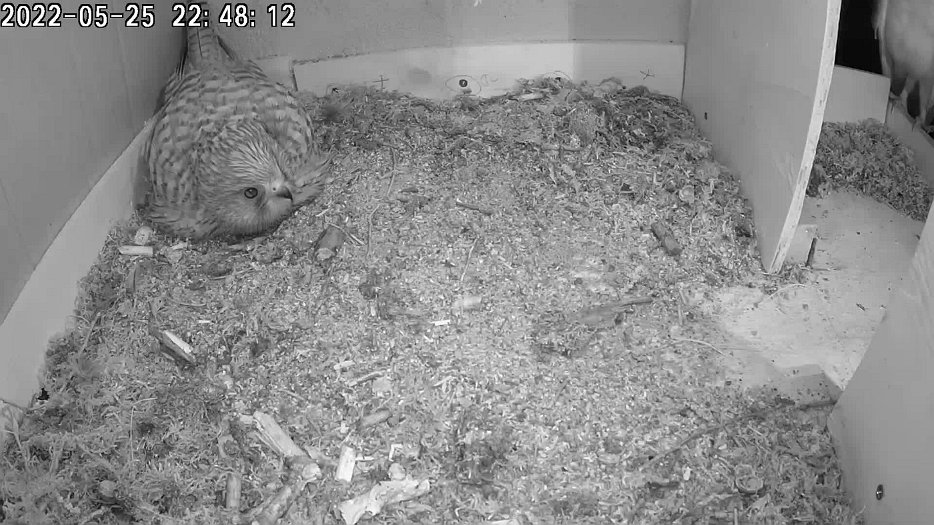 20220525 2247 224752 C100 video - 22h47 the female is sitting in the eggs when an owl arrives outside