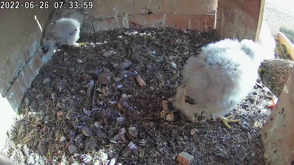 20220626 0733 073355 C100 video - 07h33 female brings food