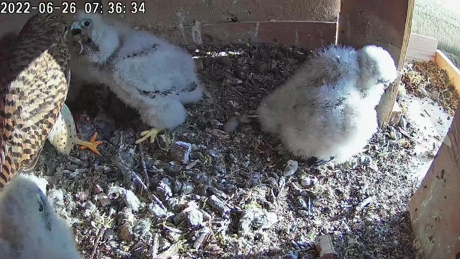 20220626 0736 073616 C100 video - 07h36 female brings food