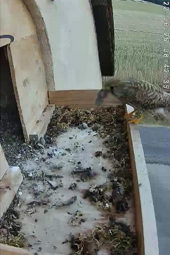 20220626 0842 084232 C310 video - 08h42 the female brings a vole