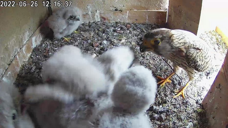 20220626 1216 121633 C100 video - 12h16 female brings food