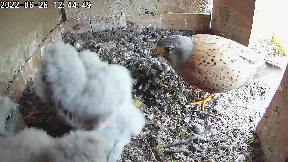 20220626 1244 124446 C100 video - 12h44 male brings vole