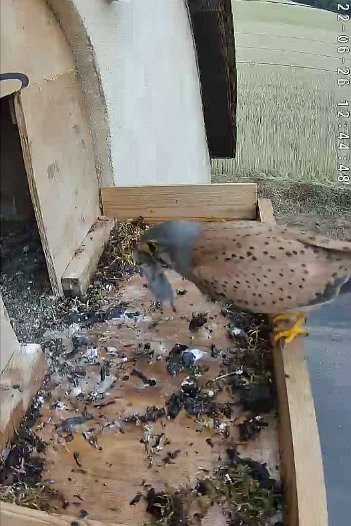 20220626 1244 124446 C310 video - 12h44 male brings vole