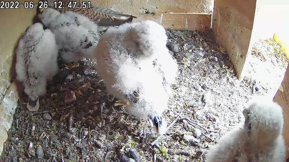 20220626 1247 124716 C100 video - 12h47 female shares food