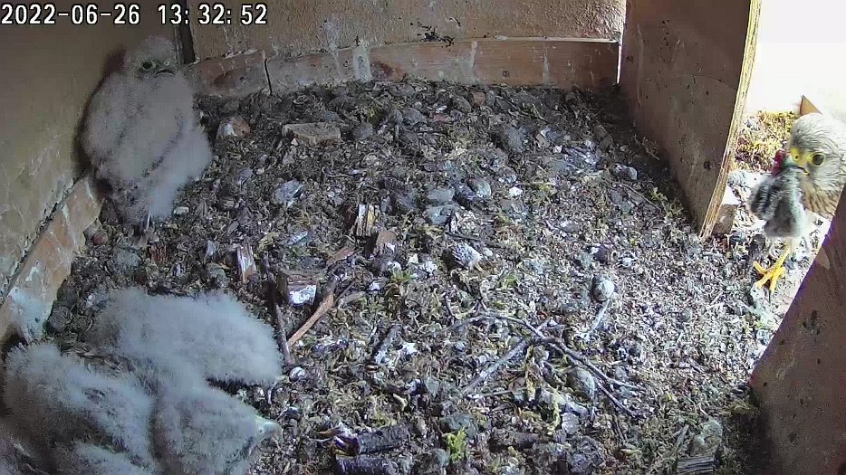 20220626 1332 133250 C100 video - 13h32 female brings food