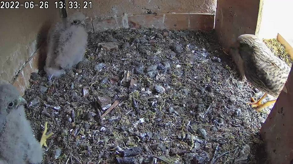 20220626 1333 133319 C100 video - 13h33 female enters nest to share food