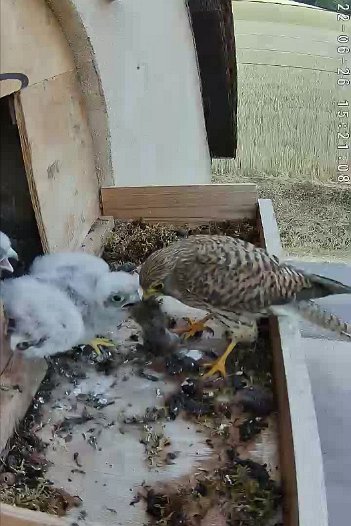 20220626 1521 152104 C310 video - 15h21 female brings a mouse