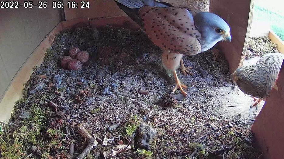 20220526 0616 061616 C100 video - 06h16 female arrives and male departs