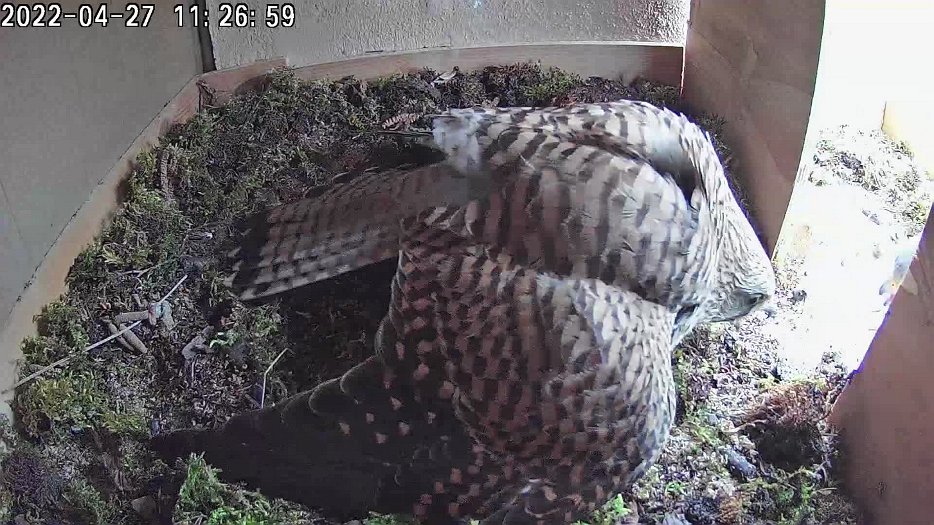 20220427 1126 102650 C100 video - 11h26 female stops male entering nest