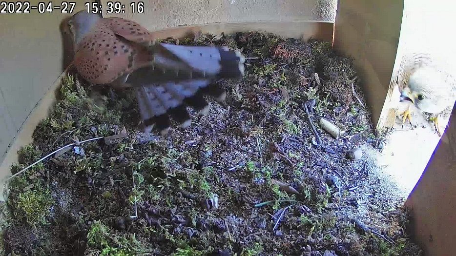 20220427 1539 143902 C100 video - 15h39 male brings mouse and does not let female take it