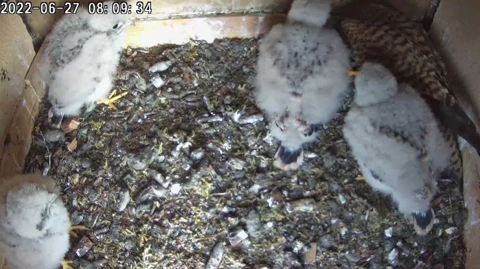 20220627 0809 080906 C200 video - 08h09 and the female goes inside to share the mouse