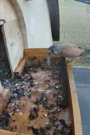 20220627 0855 085557 C310 video - 08h51 the male brings a vole
