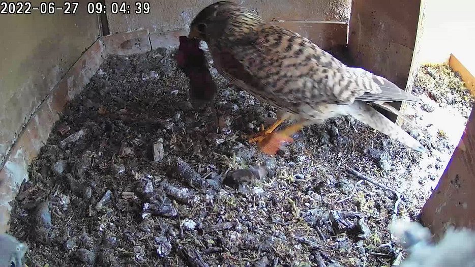 20220627 0904 090438 C100 video - 09h04 the female brings a mouse