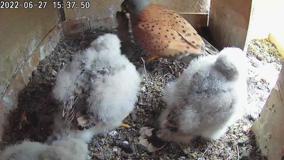 20220627 1537 153747 C100 video - 15h37 the male brings a mouse which he drops in the nest and then departs