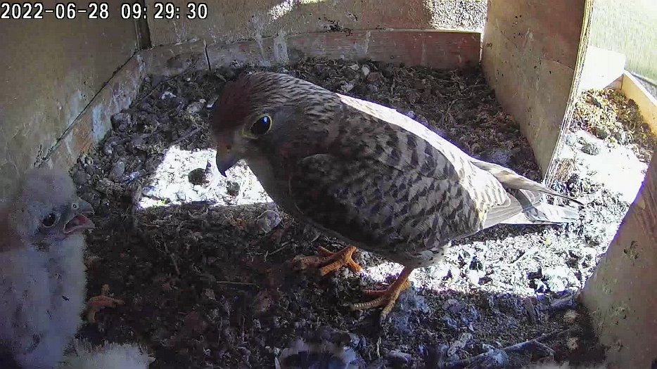 20220628 0929 092926 C100 video - 09h29 the female arrives with a mouse