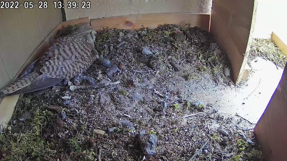 20220528 1339 133924 C100 video 13h39 - preening