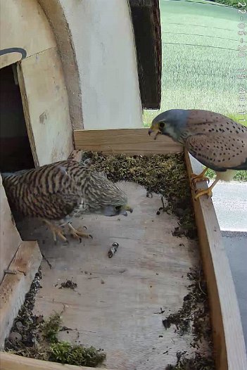 20220528 1549 154904 C310 video - 15h49 male arrives and female departs. The male enters nest ...