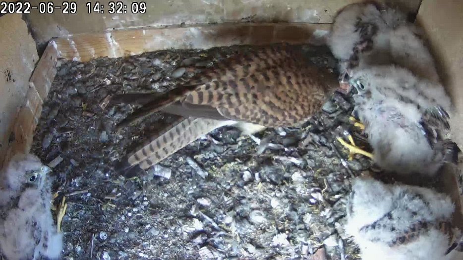 20220629 1431 143155 C200 video - 14h31 the female brings a mouse and tries to share it