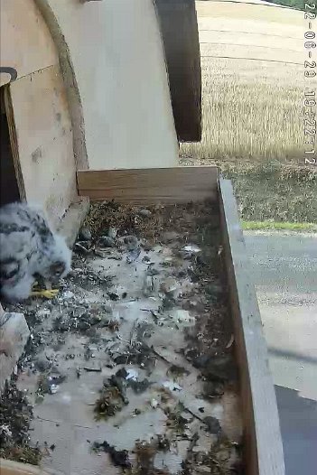 20220629 1922 192201 C310 video - 19h22 a chick eats outside