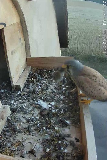 20220703 0542 054238 C310 video - 05h42 the male brings a mouse