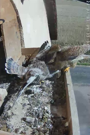 20220703 0933 093332 C310 video - 09h33 the female brings a mouse