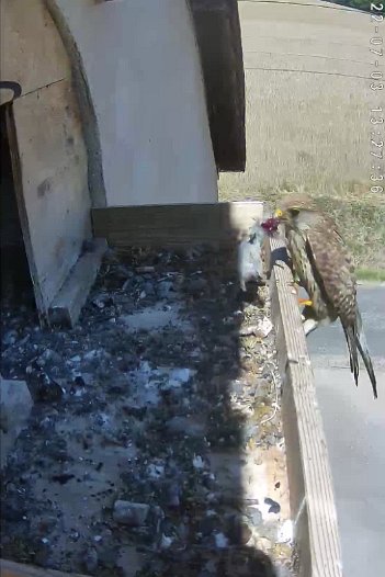 20220703 1327 132735 C310 video - 13h27 the female brings a mouse