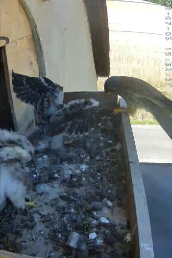 20220703 1552 155230 C310 video -15h52 the male brings a mouse