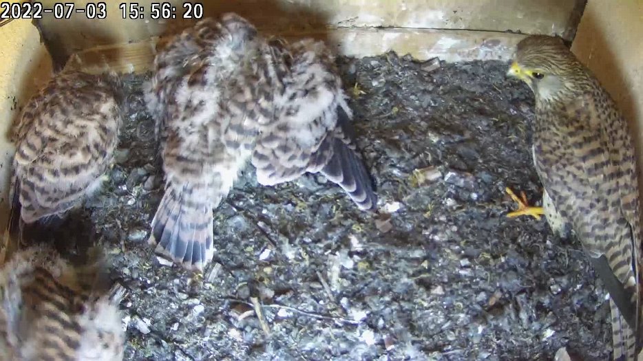 20220703 1556 155615 C200 video - 15h56 the female brings a vole and shares it between the chicks