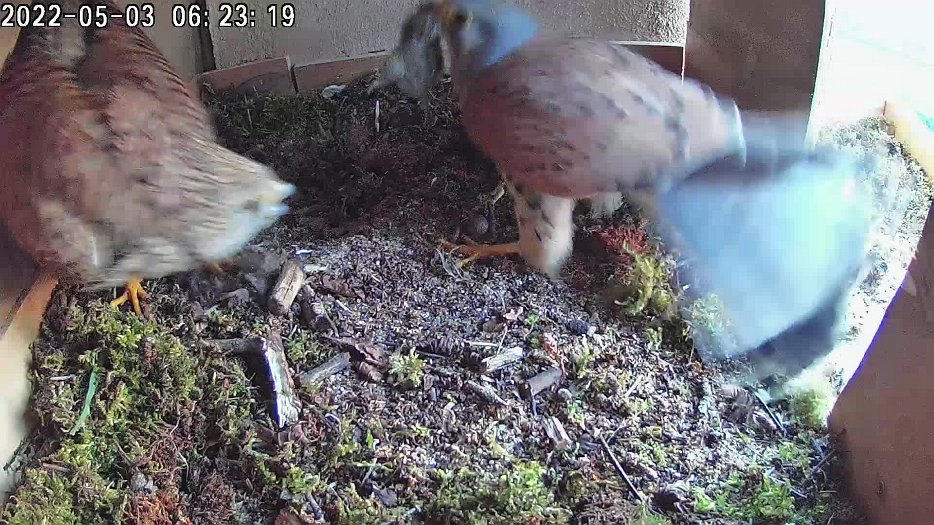 20220503 0623 052308 C100 video - 06h23 male brings vole for female