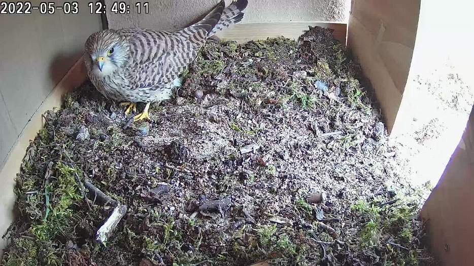 the first egg video - 12h48 the female lays the first egg (12h51h45)