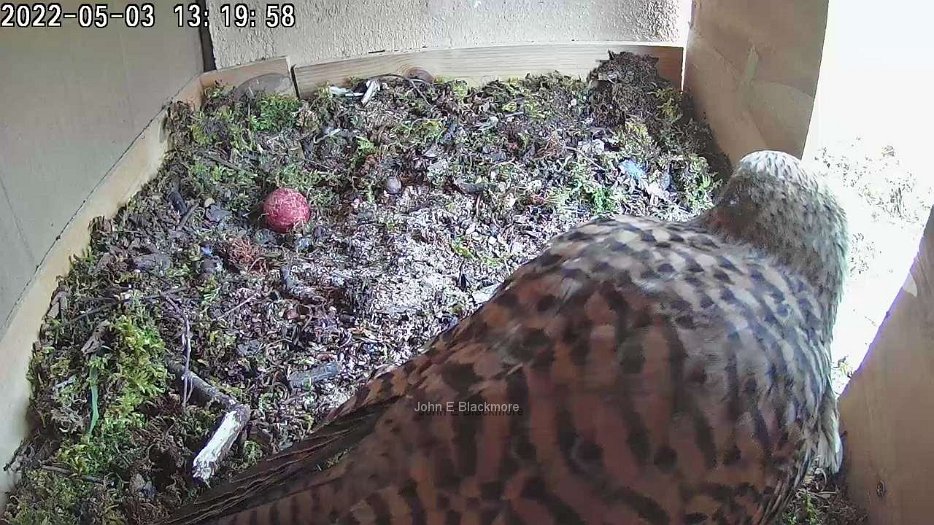 20220503 1319 snapshot_0 the egg