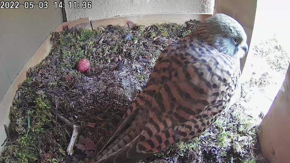 20220503 1411 131136 C100 video - 14h11 female has a sleep