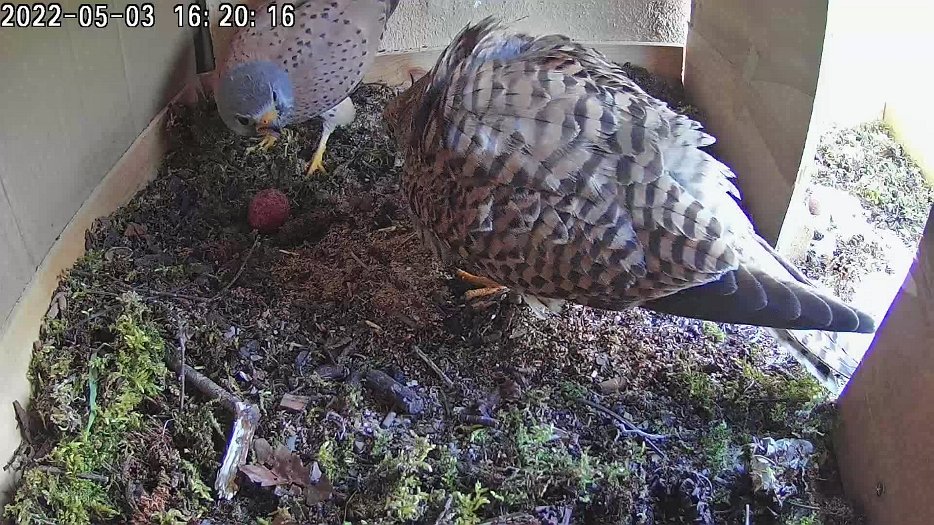 20220503 1620 152009 C100 video - 16h20 male inspects egg and then female arrives