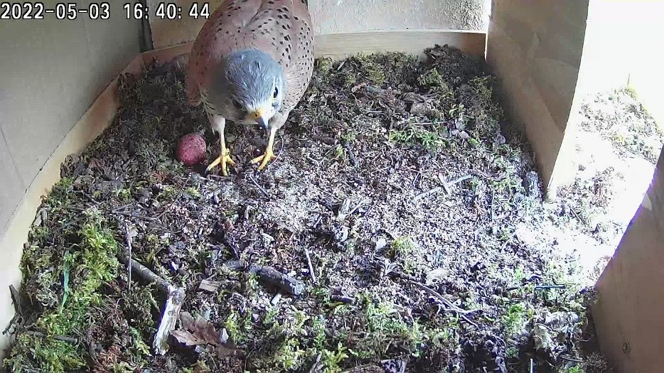 20220503 1640 154038 C100 video - 16h40 male inspects egg and then female arrives